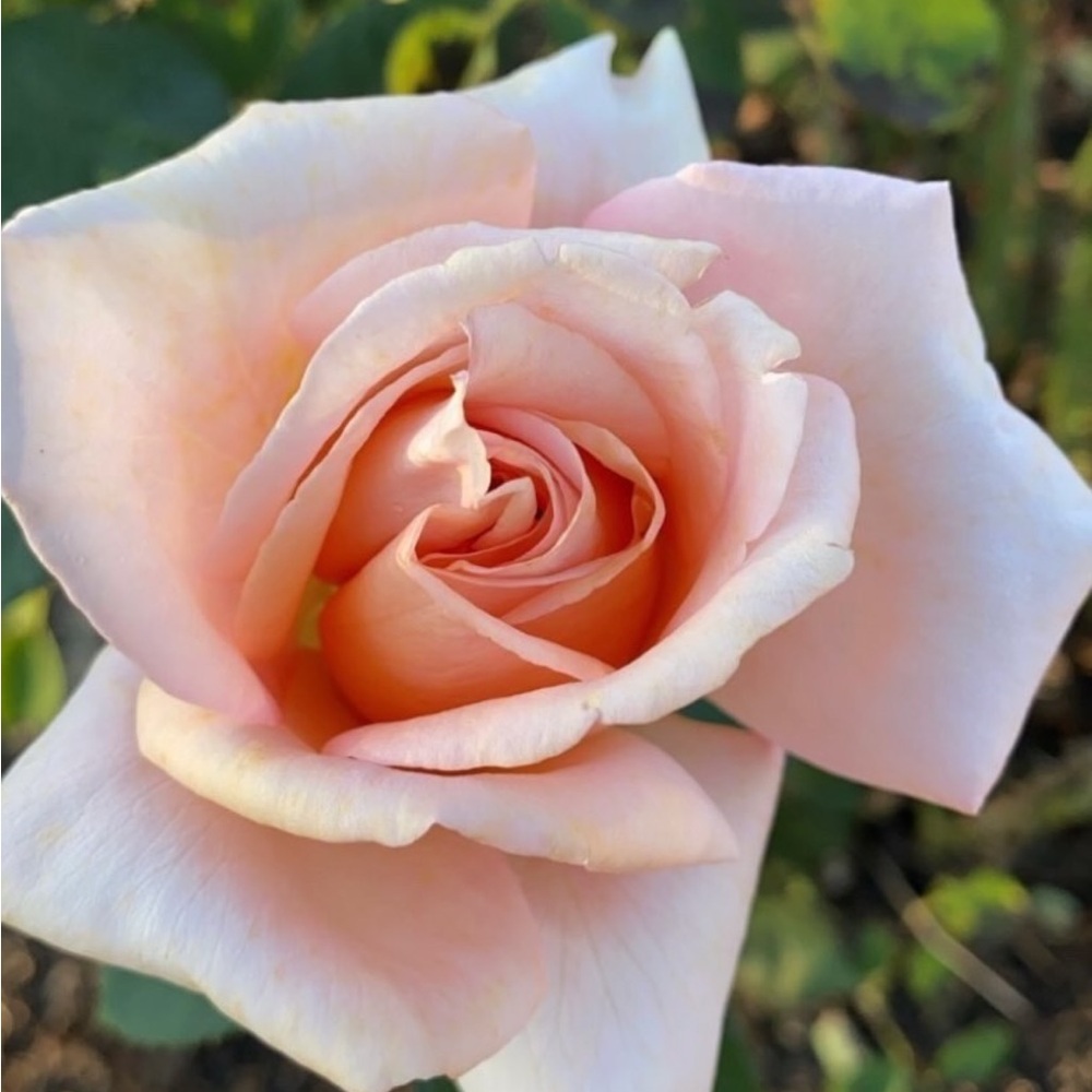 Elegant Pink Rose